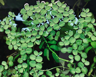 Green aquatic plants with oval leaves cluster tightly together on the water's surface. The leaves are small, textured, and vibrantly green, with water droplets adding a reflective sheen. Below them, darker water and some submerged stems can be seen.