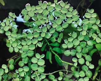 Green aquatic plants with oval leaves cluster tightly together on the water's surface. The leaves are small, textured, and vibrantly green, with water droplets adding a reflective sheen. Below them, darker water and some submerged stems can be seen.
