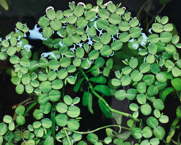 Green aquatic plants with oval leaves cluster tightly together on the water's surface. The leaves are small, textured, and vibrantly green, with water droplets adding a reflective sheen. Below them, darker water and some submerged stems can be seen.