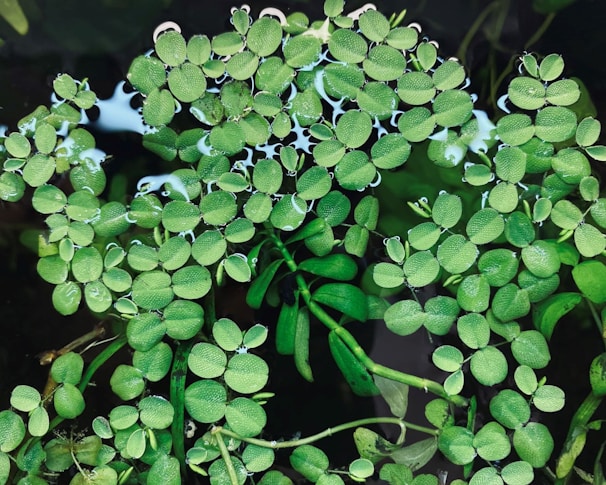 Green aquatic plants with oval leaves cluster tightly together on the water's surface. The leaves are small, textured, and vibrantly green, with water droplets adding a reflective sheen. Below them, darker water and some submerged stems can be seen.