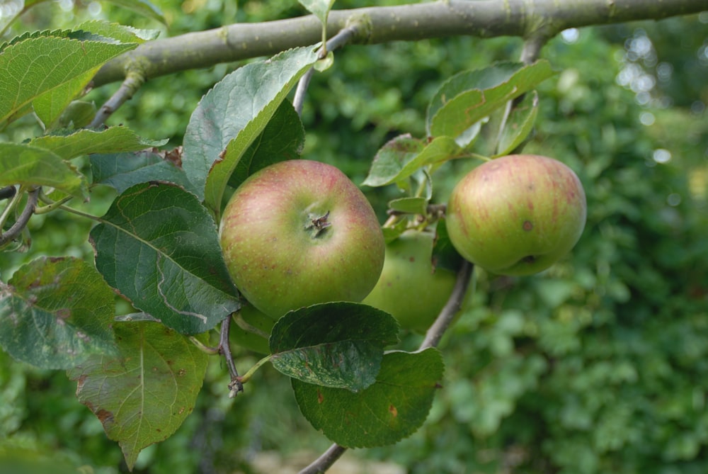 a couple of apples hanging from a tree branch