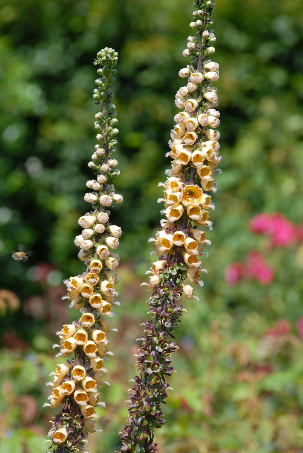 a close up of a plant with flowers in the background