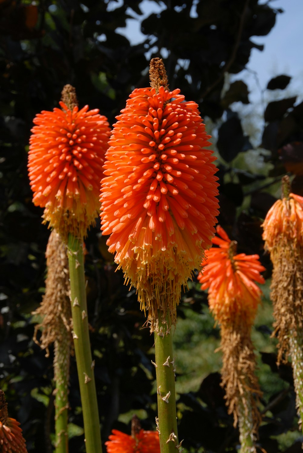 a group of orange flowers in a field