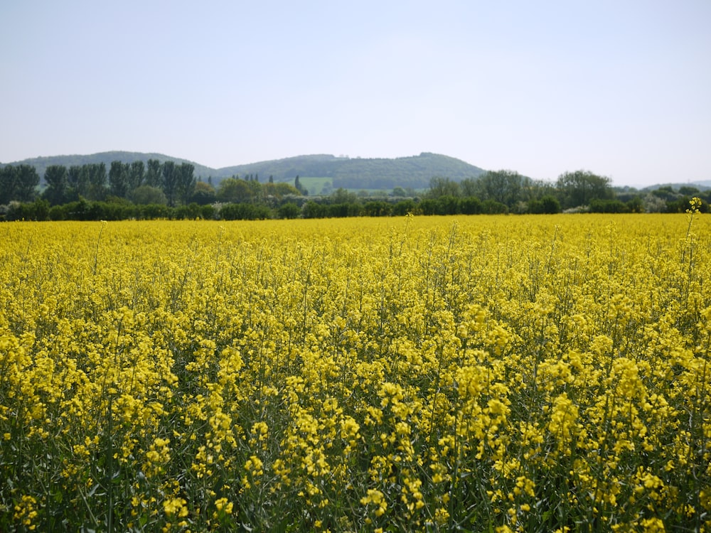 a field of yellow flowers with mountains in the background