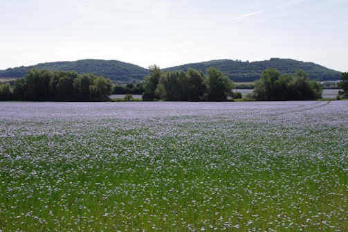 A lush green field of Hejazi clover under a bright sky in Wadi Al-Nuqra.