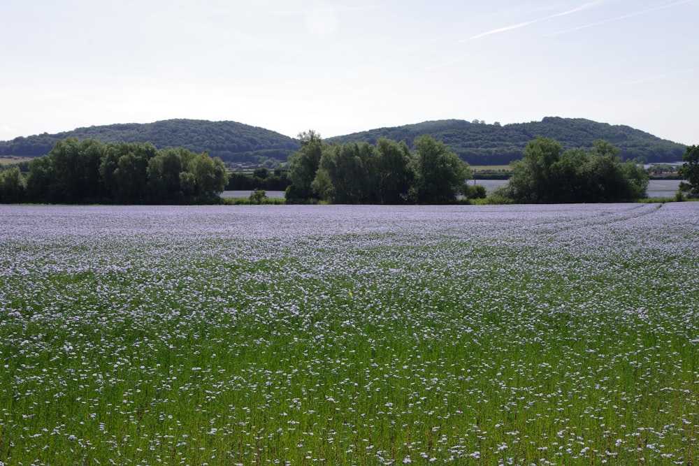 a field of flowers and trees in the distance