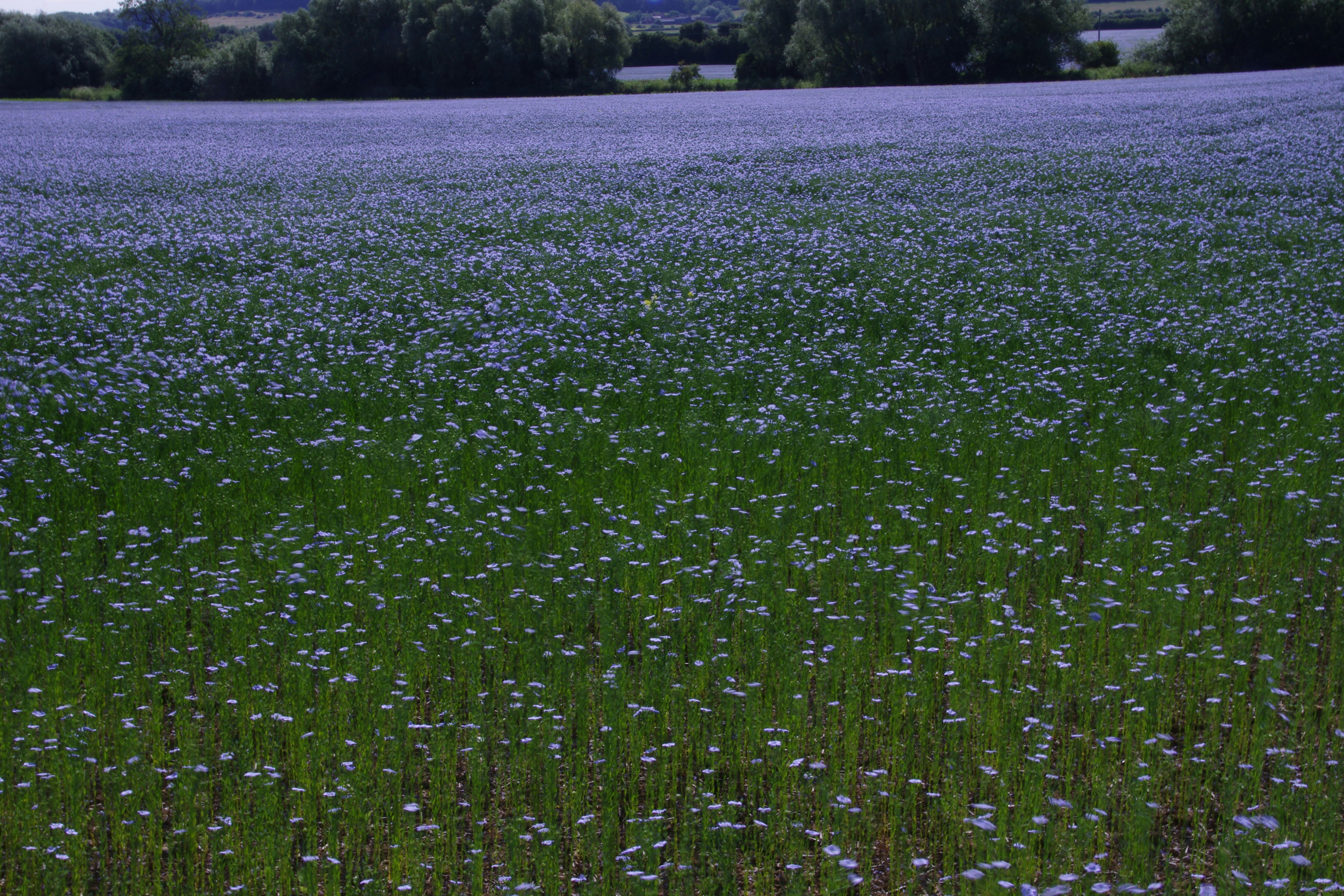Un champ plein de fleurs bleues avec des arbres en arrière-plan