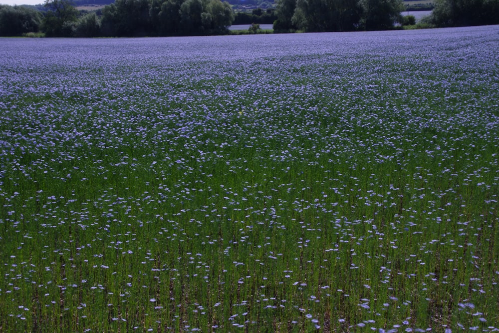 a field full of blue flowers with trees in the background