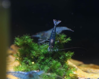 A close-up of a small, dark-colored shrimp on vibrant green aquatic plants in a freshwater aquarium.