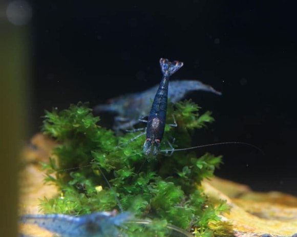 A close-up of a small, dark-colored shrimp on vibrant green aquatic plants in a freshwater aquarium.