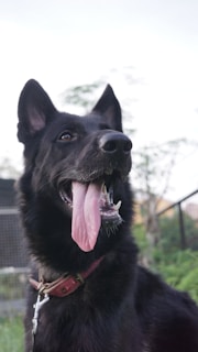 A black German Shepherd dog with alert ears and a wide-open mouth, showing its tongue hanging out. The dog is wearing a red collar and is positioned against a blurry background of greenery and mesh fencing.