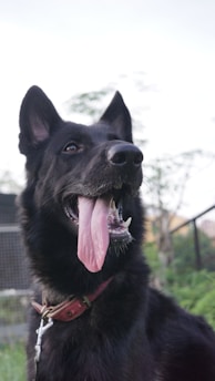 A black German Shepherd dog with alert ears and a wide-open mouth, showing its tongue hanging out. The dog is wearing a red collar and is positioned against a blurry background of greenery and mesh fencing.