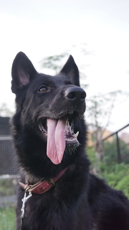 A black German Shepherd dog with alert ears and a wide-open mouth, showing its tongue hanging out. The dog is wearing a red collar and is positioned against a blurry background of greenery and mesh fencing.