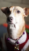 Close-up of a dog collar with a handmade charm, resting on soft fabric in vibrant colors