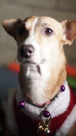 Close-up of a colorful, handcrafted pet collar with a small charm shaped like a paw.