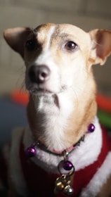 A close-up of a small dog with light brown and white fur, wearing a festive collar with purple bells. The dog appears to be looking off to the side, with its ears perked up. The background is softly blurred, suggesting an indoor setting.