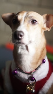 A close-up of a small dog with light brown and white fur, wearing a festive collar with purple bells. The dog appears to be looking off to the side, with its ears perked up. The background is softly blurred, suggesting an indoor setting.
