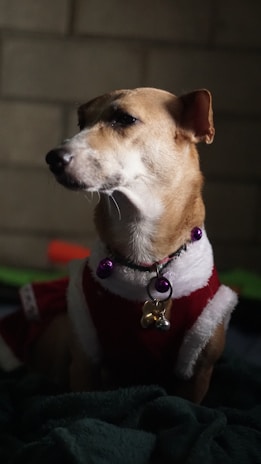 A small dog is wearing a red and white Christmas-themed outfit with a purple bell collar. The scene has low lighting, creating a shadowy background with hints of green and red objects.