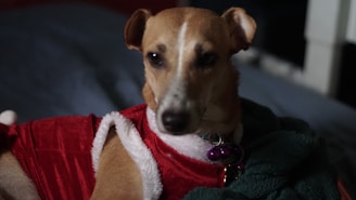 A dog wearing a red velvet outfit with white trim is resting on a dark-colored surface. The outfit has a festive appearance with a collar decorated with purple bells. The dog has a light brown coat and is looking towards the camera.