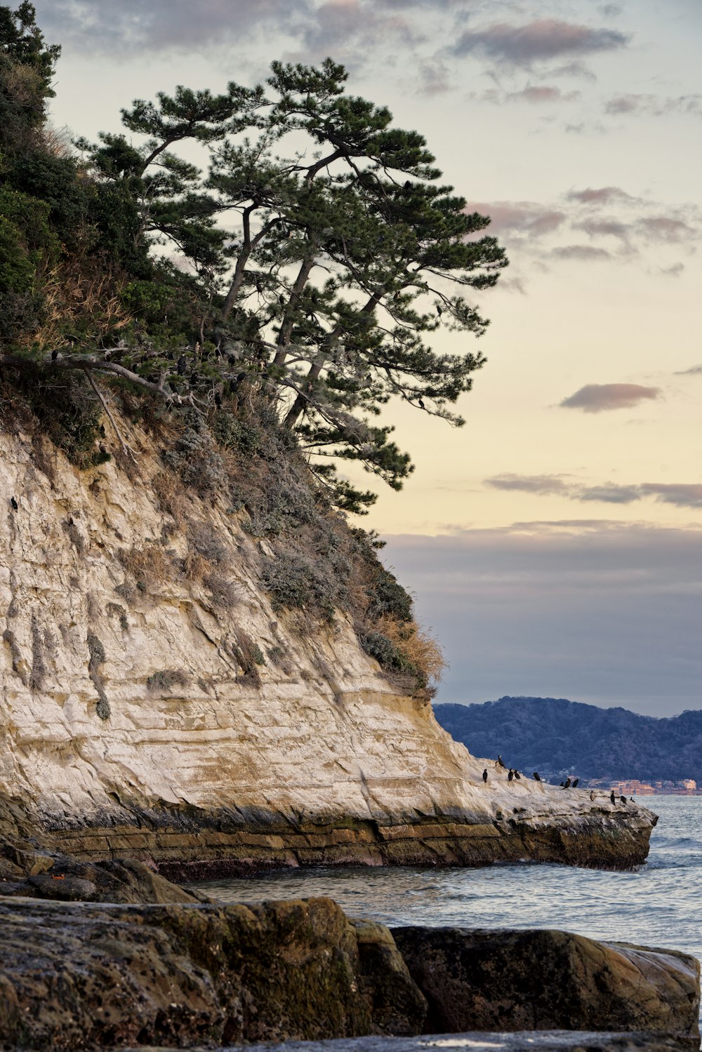 a group of birds sitting on the edge of a cliff