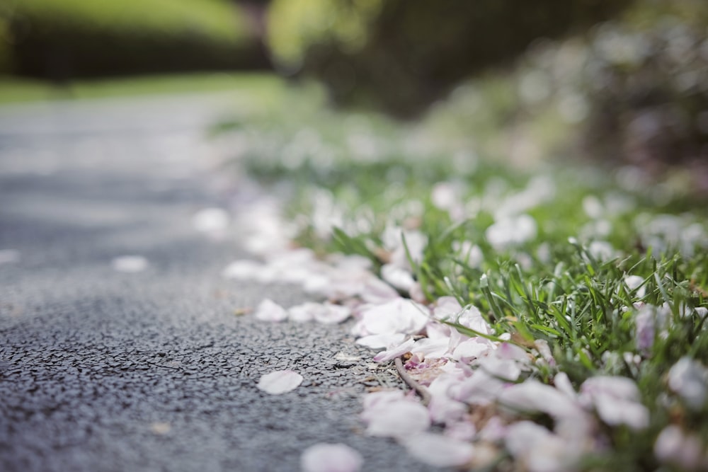 a bunch of flowers that are on the side of a road