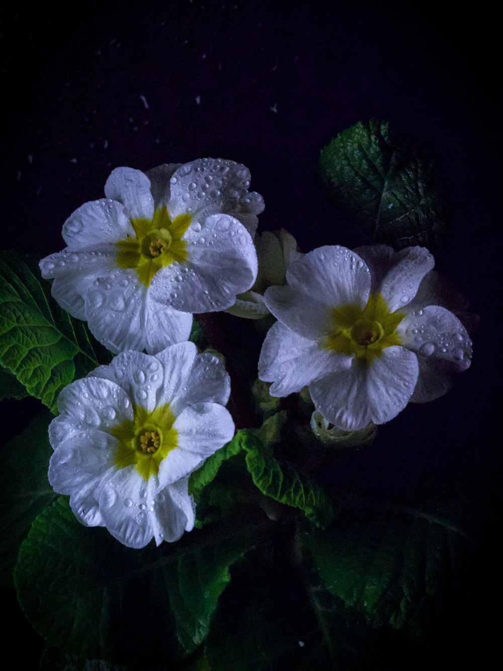 three white flowers with green leaves on a dark background