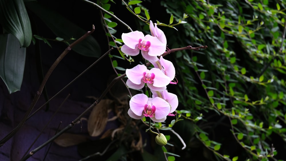 a group of pink flowers sitting on top of a tree