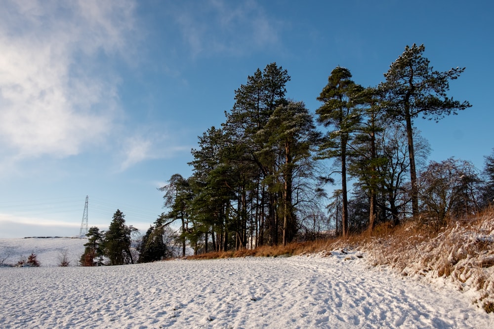 木々を背景に雪に覆われた野原