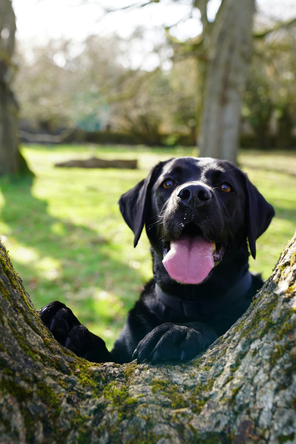 a black dog sitting in a tree with its tongue hanging out