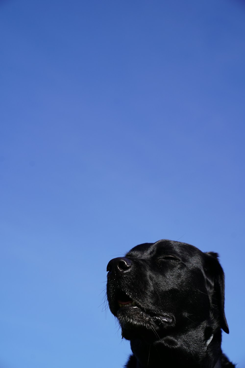 a black dog is looking up at the sky