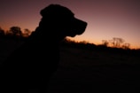 A silhouette of a dog pointing at dusk, with a soft orange sky behind.