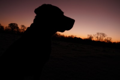 A silhouette of a dog pointing at dusk, with a soft orange sky behind.