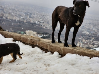 Toro, the Husky, watches over the city streets from a shadowed alley, his strong presence slightly behind the leaders.