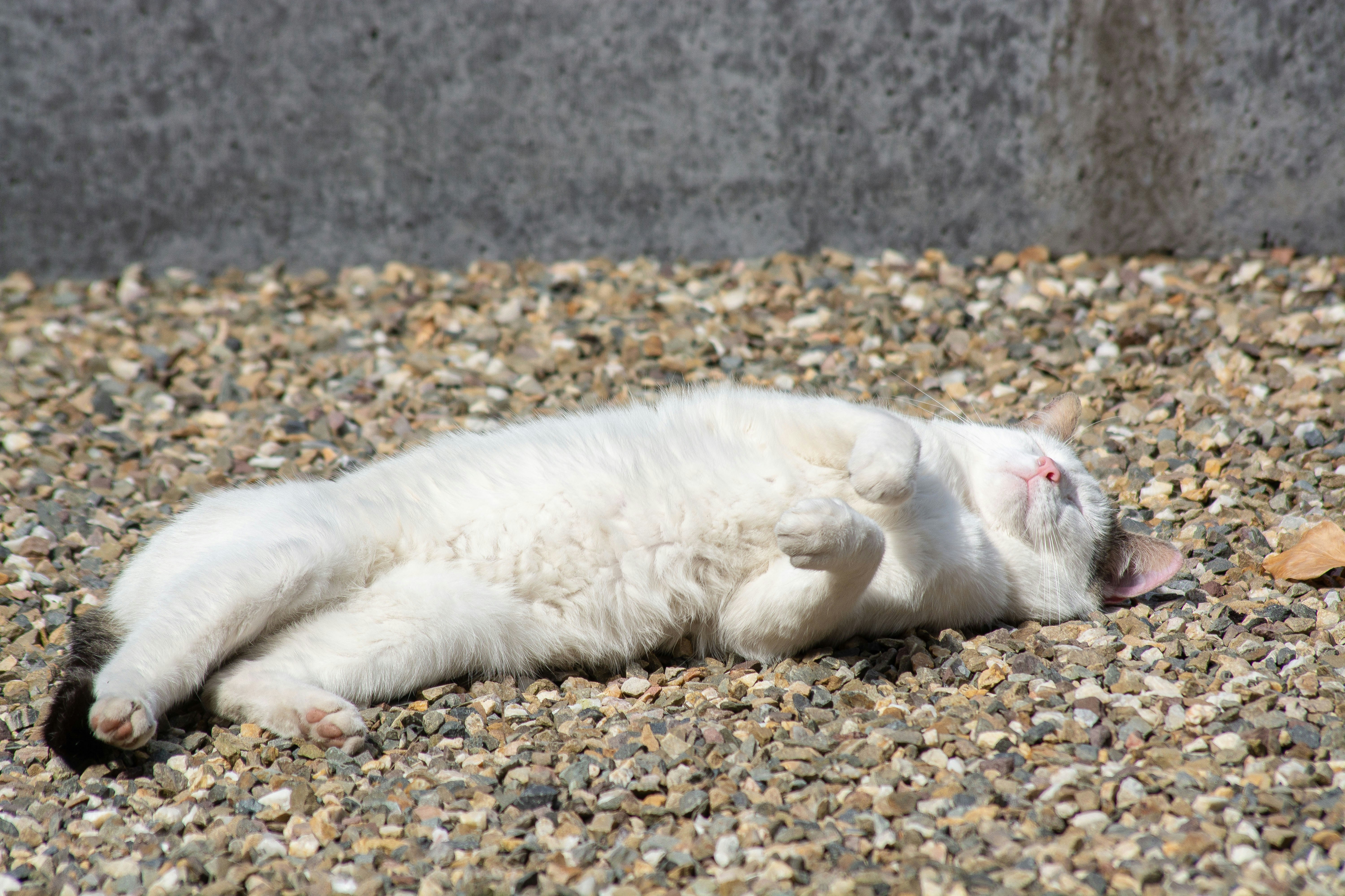 How to Train a Ferret to Use Litter Box: Expert Step-by-Step Guide