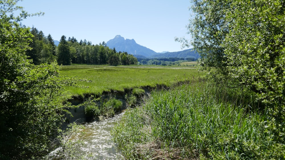 a river running through a lush green forest