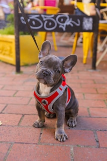 A small bulldog puppy wearing a red and gray harness sits on a brick pavement. Its expression is curious and adorable, with large ears perked up. Behind the puppy, yellow chairs and a table with graffiti art create a casual outdoor setting.