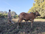 Animated scene showing traditional bullock ploughing in a green field
