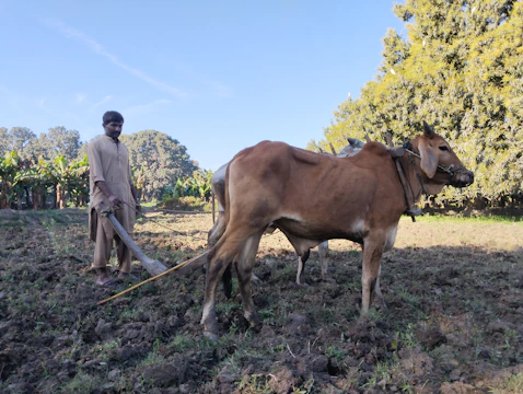 Animated scene showing traditional bullock ploughing in a green field