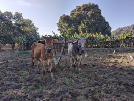 Two oxen are harnessed together in a plowed field with a background of banana plants and large trees. Several white birds are scattered around the field, adding a sense of peaceful countryside life.