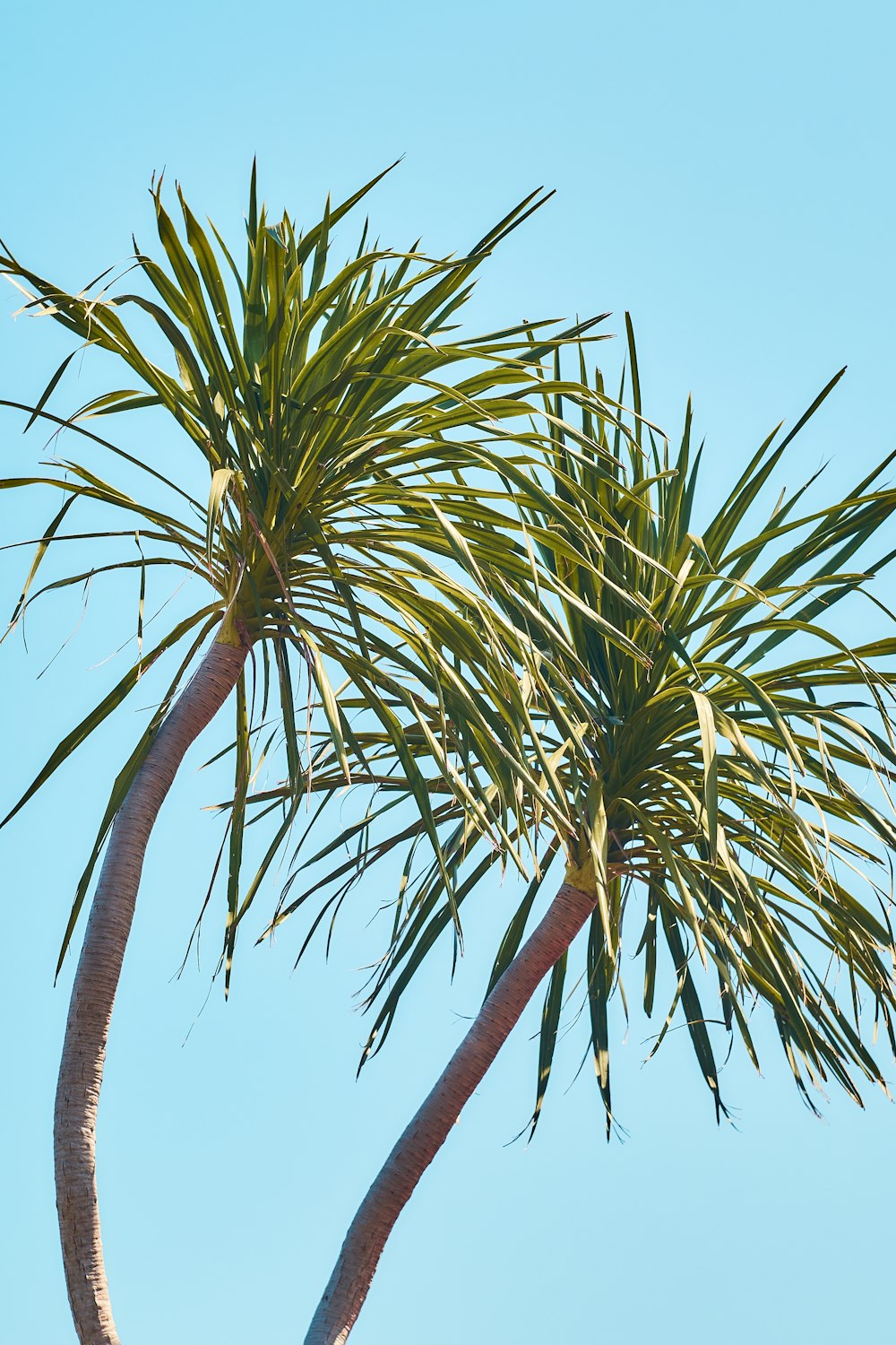 a couple of palm trees that are next to each other