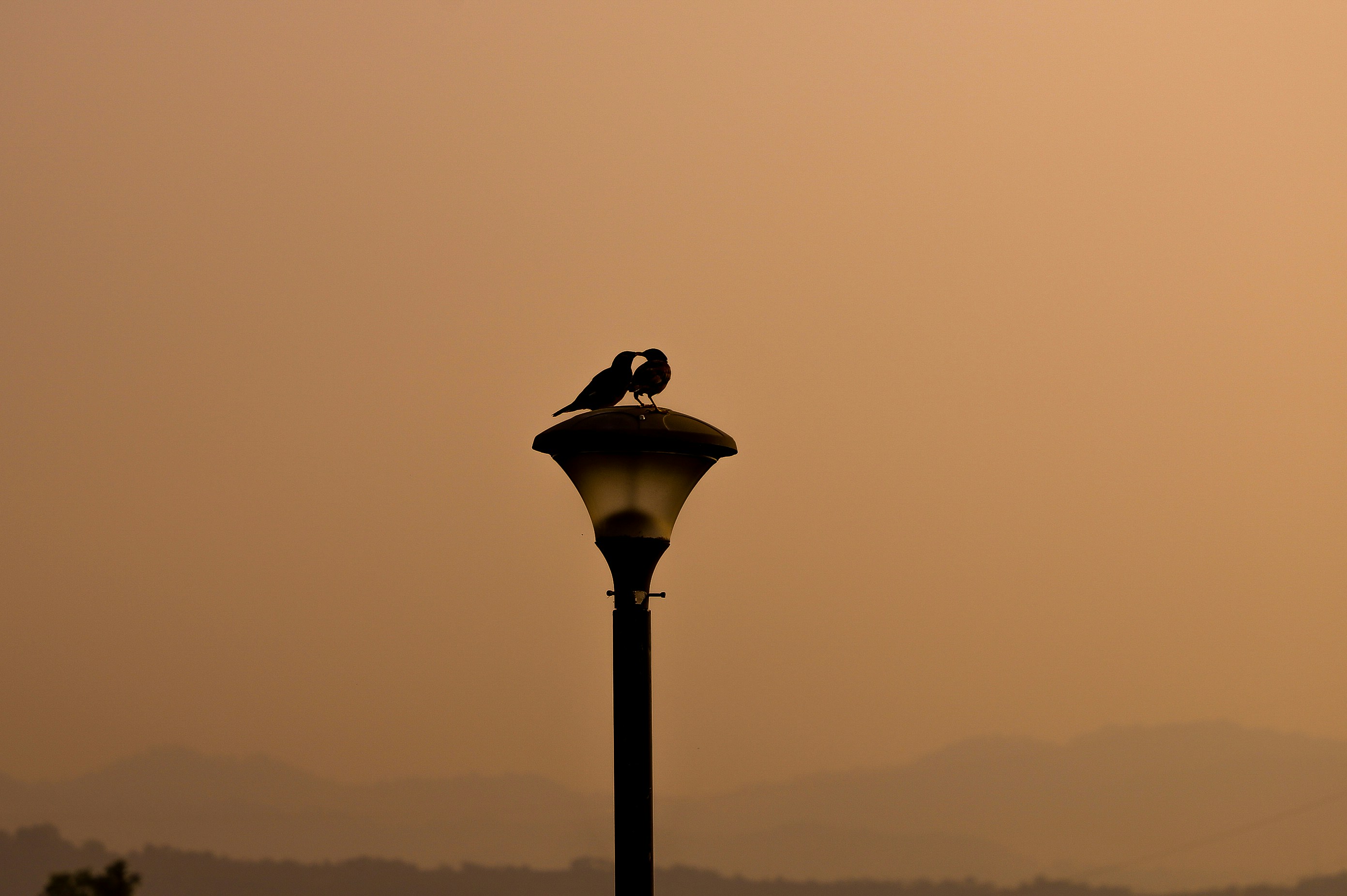 Photo by singh96