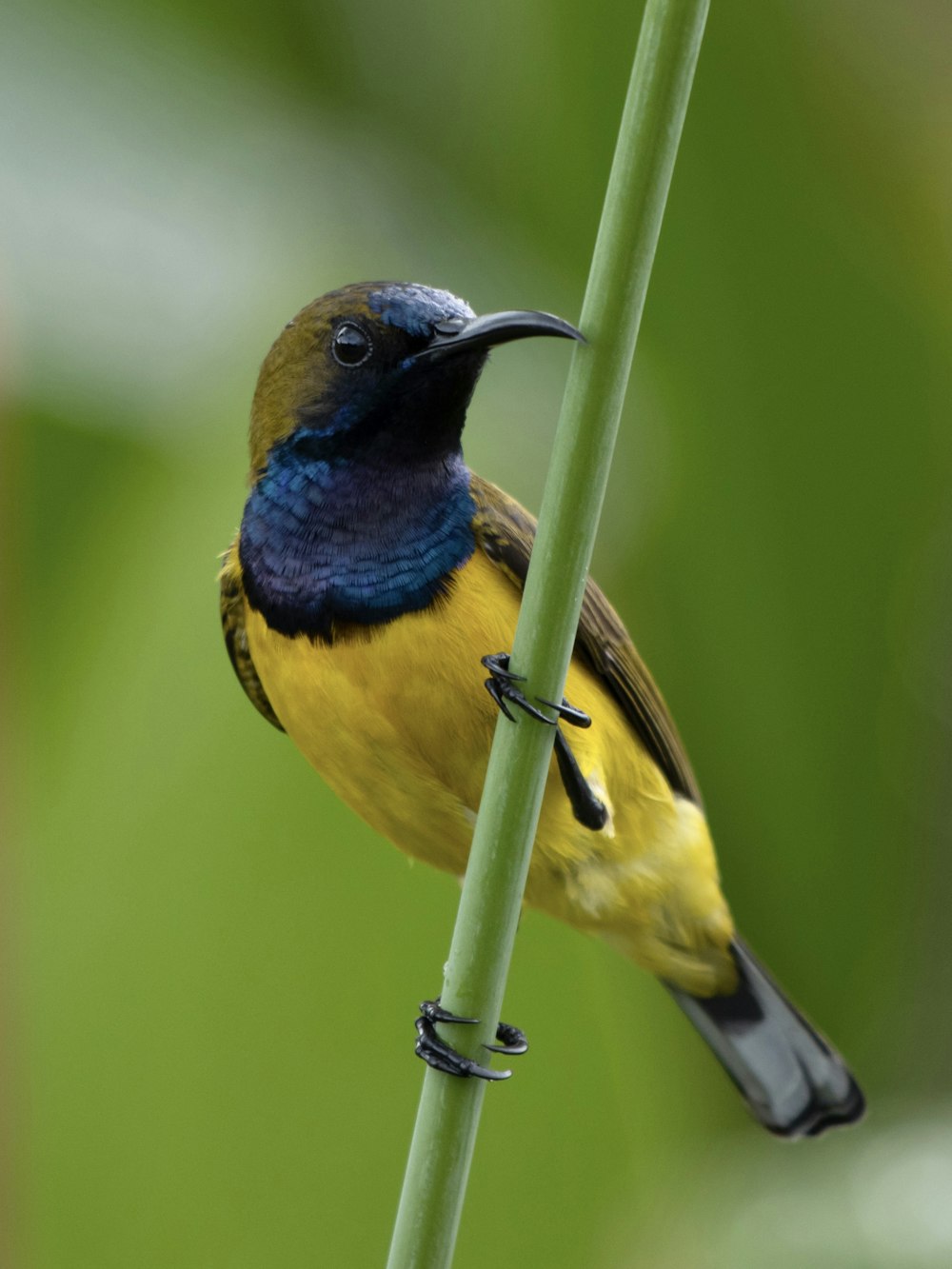 a small yellow and blue bird perched on a plant