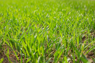 a close up of a field of green grass