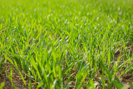 a close up of a field of green grass