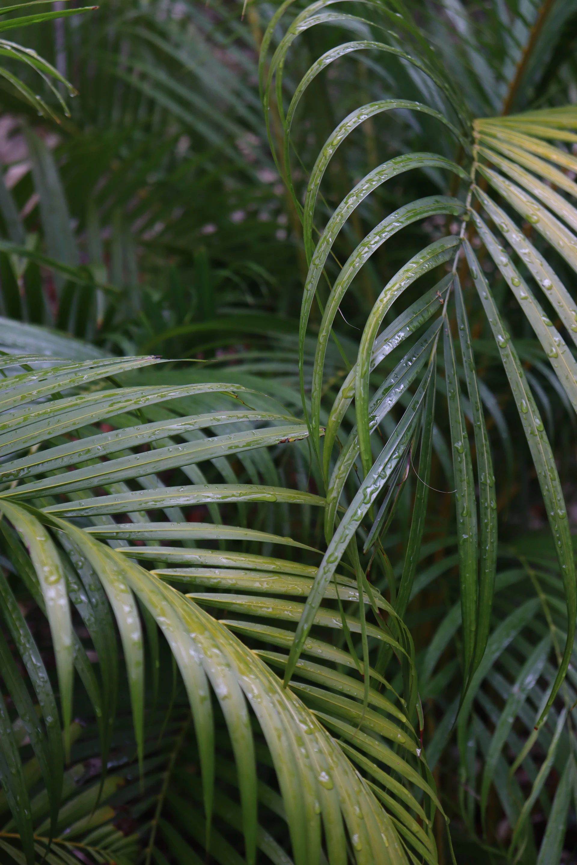 a close up of a palm tree with water droplets on it
