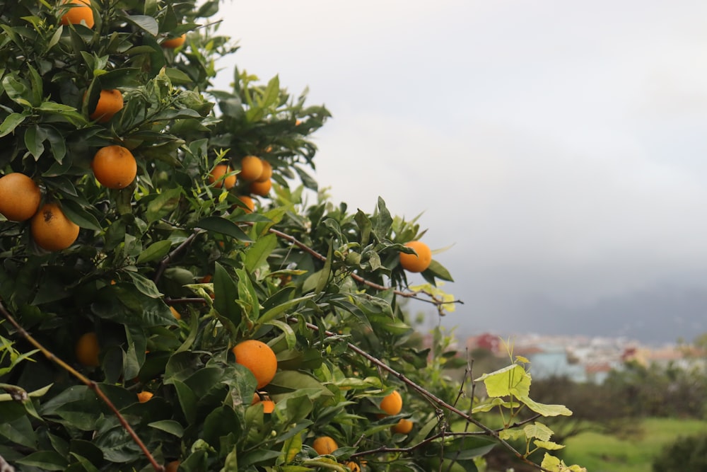 a tree filled with lots of oranges under a cloudy sky