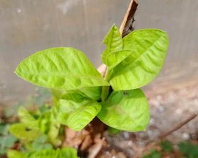 A close-up of fresh green leaves and soil at bvana farms, showcasing natural growth.