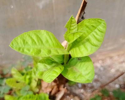 A close-up of fresh green leaves and soil at bvana farms, showcasing natural growth.