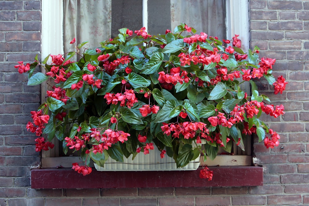 a window sill filled with red flowers next to a brick wall