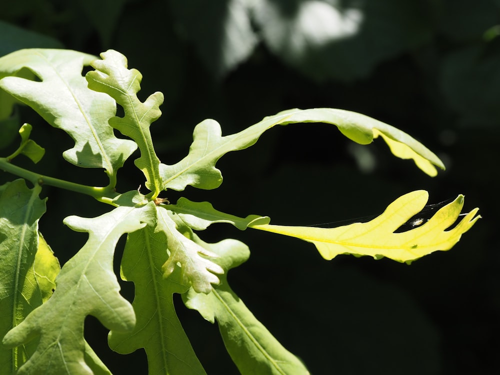 un gros plan d’une plante avec des feuilles